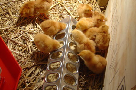 Feeding and Watering Chicks